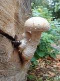 Hemipholiota populnea image