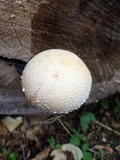 Hemipholiota populnea image