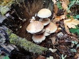 Hemipholiota populnea image
