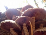 Hemipholiota populnea image