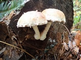 Hemipholiota populnea image