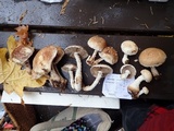 Hemipholiota populnea image