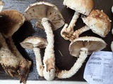 Hemipholiota populnea image