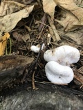 Entoloma abortivum image