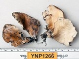 Hohenbuehelia petaloides image