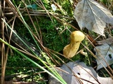 Clavariadelphus truncatus image