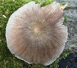 Pluteus longistriatus image