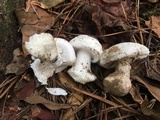 Amanita onusta image