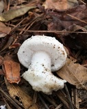 Amanita onusta image