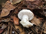 Amanita onusta image