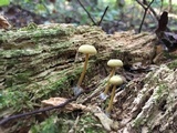 Callistosporium luteo-olivaceum image
