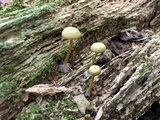 Callistosporium luteo-olivaceum image