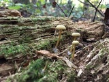 Callistosporium luteo-olivaceum image