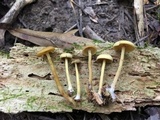 Callistosporium luteo-olivaceum image