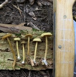 Callistosporium luteo-olivaceum image