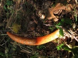 Mutinus elegans image