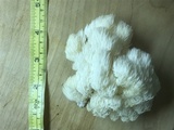 Hericium americanum image