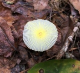 Leucocoprinus fragilissimus image