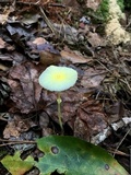 Leucocoprinus fragilissimus image