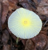 Leucocoprinus fragilissimus image