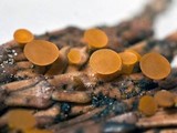 Kriegeria alutipes image