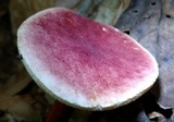 Gyroporus purpurinus image