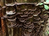 Nigroporus vinosus image