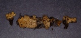 Ionomidotis irregularis image