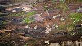 Ionomidotis irregularis image