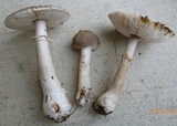 Amanita morrisii image