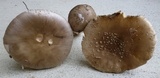 Amanita morrisii image