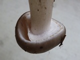 Amanita morrisii image