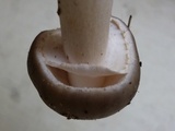 Amanita morrisii image