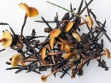 Xeromphalina cauticinalis image