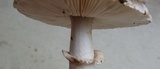 Amanita morrisii image