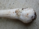 Amanita morrisii image