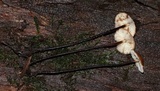 Rhizomarasmius pyrrhocephalus image