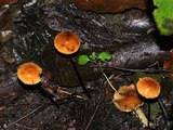 Rhizomarasmius pyrrhocephalus image