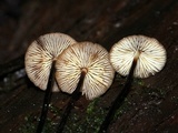 Rhizomarasmius pyrrhocephalus image