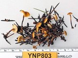 Xeromphalina cauticinalis image