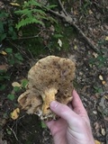 Tylopilus balloui image