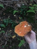 Gyroporus ballouii image