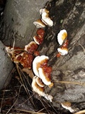 Ganoderma sessile image