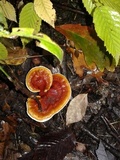 Ganoderma sessile image