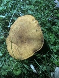 Polyporus radicatus image