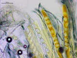 Neottiella vivida image