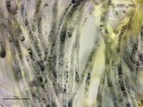 Neottiella vivida image