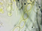 Neottiella vivida image