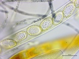 Neottiella vivida image