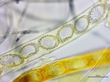 Neottiella vivida image